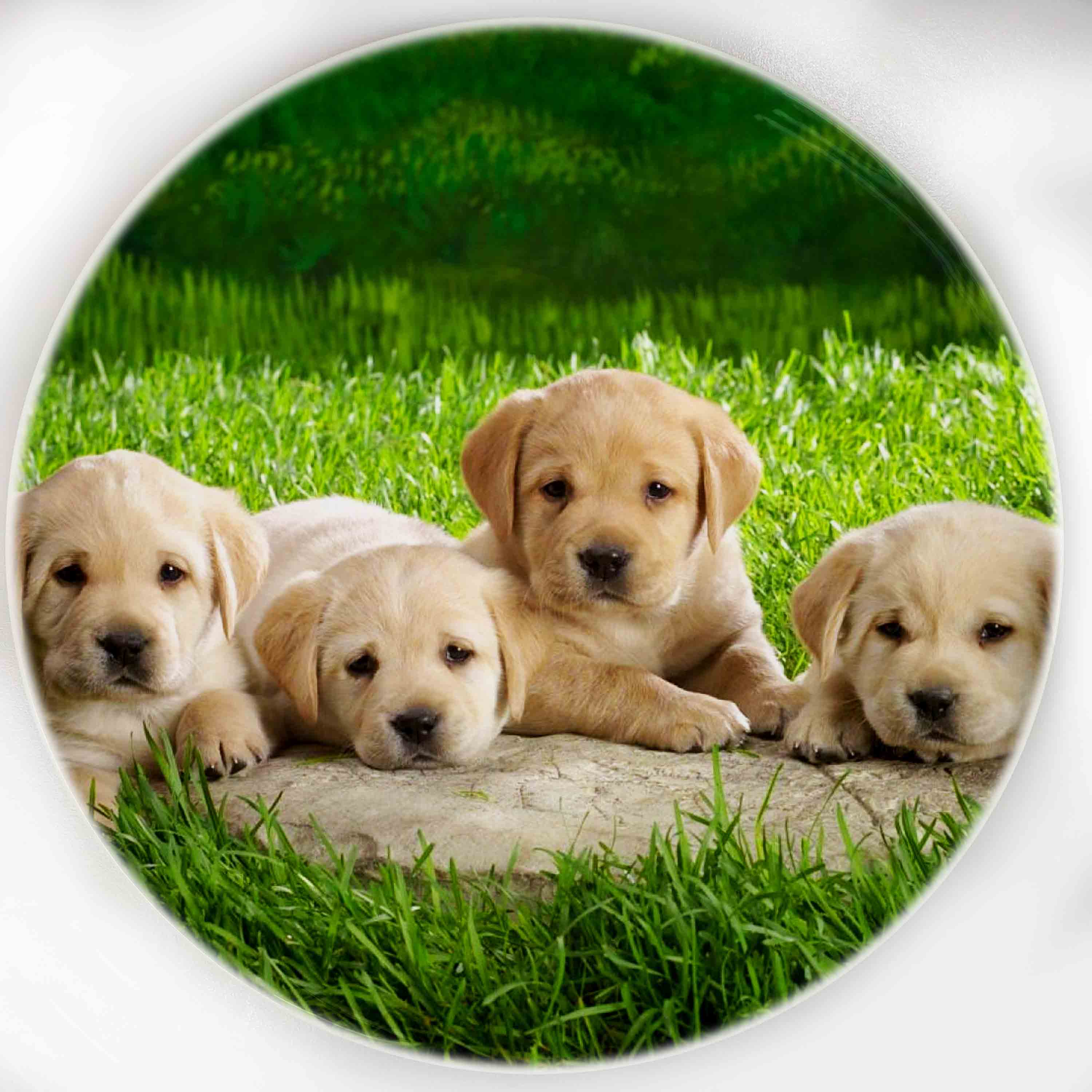 瓷像专业订制 风景 动物 人物来图定做