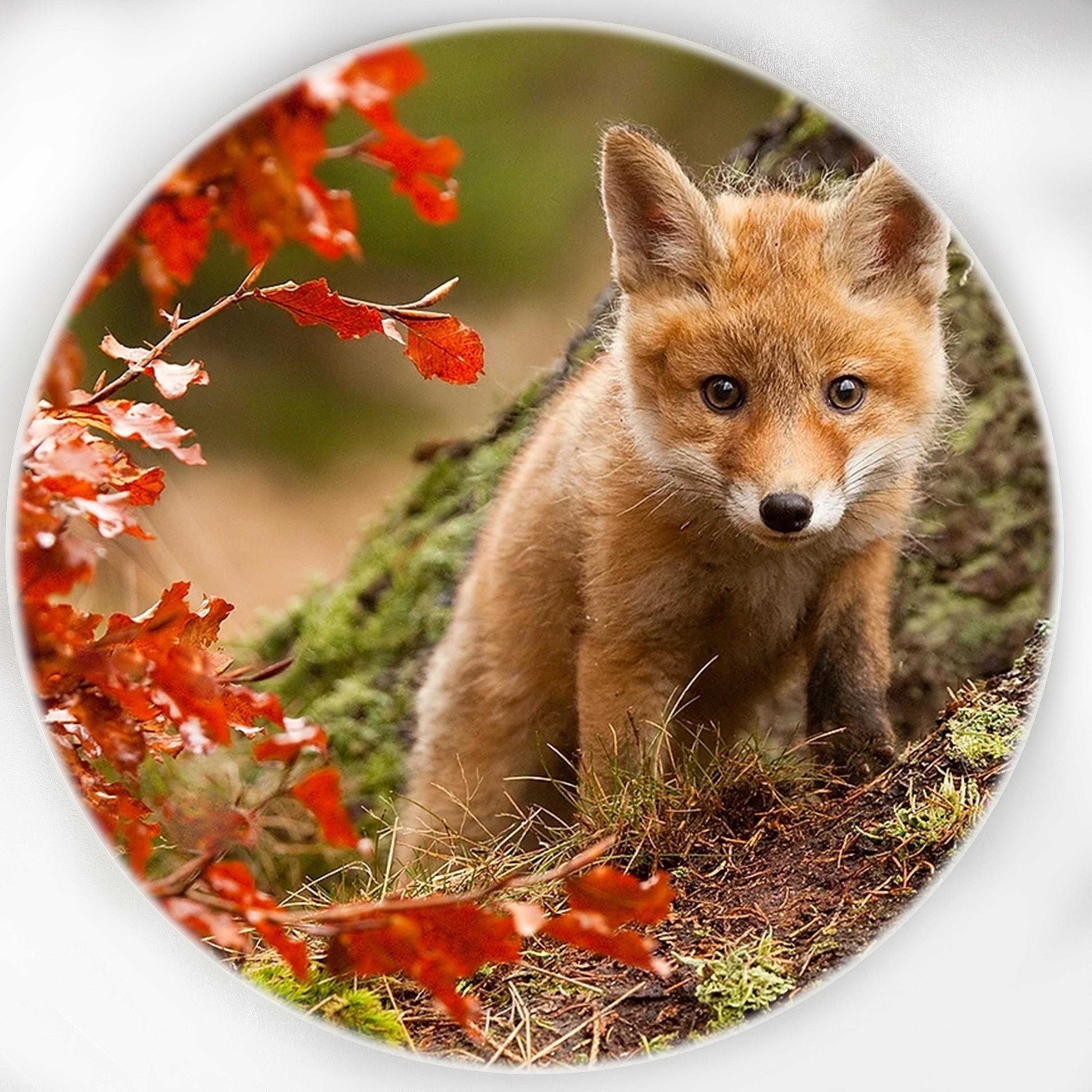 瓷像专业订制 风景 动物 人物来图定做